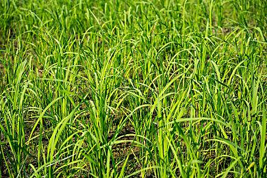 《赤影战士》发布主机试玩版公布全新游戏预告